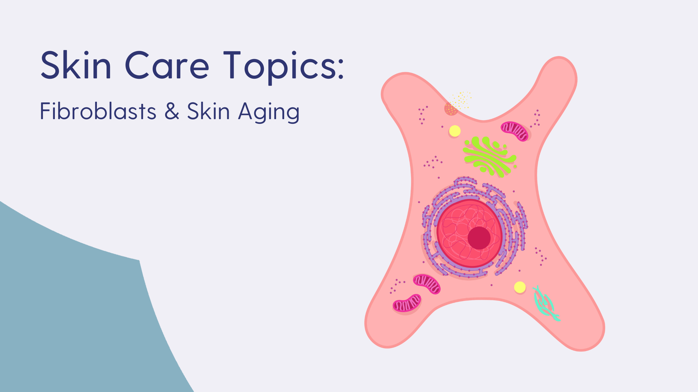 Fibroblasts and Skin Aging