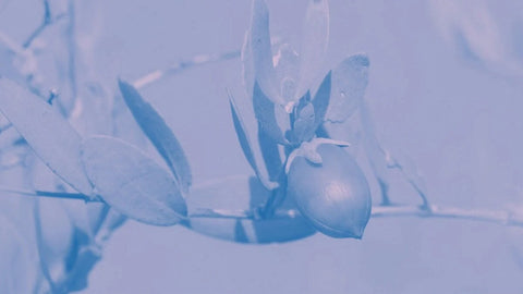 Jojoba plant