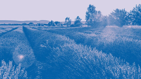 Lavender field