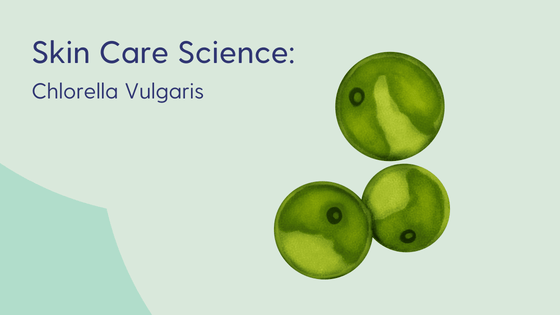 chlorella vulgaris in skin care