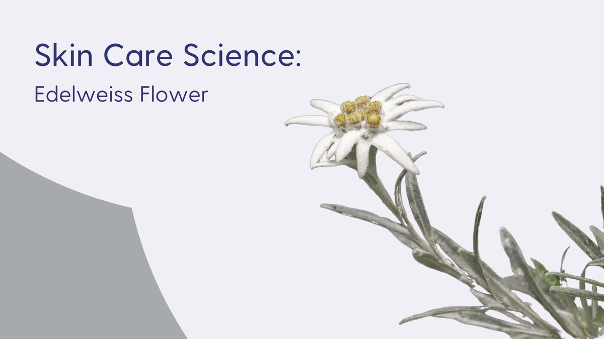 edelweiss flower