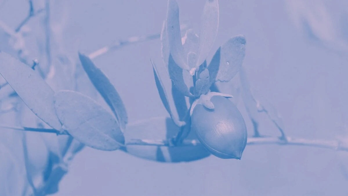 Jojoba plant