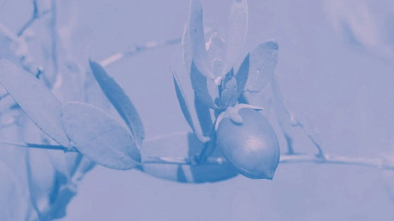 Jojoba plant