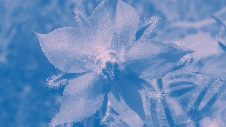 Borage flower