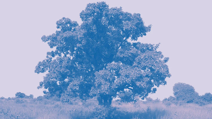 shea tree