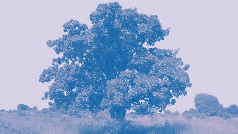 shea tree