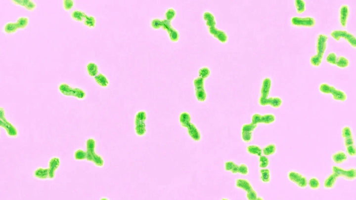 Acne causing bacteria on a pink background