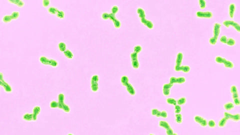 Acne causing bacteria on a pink background