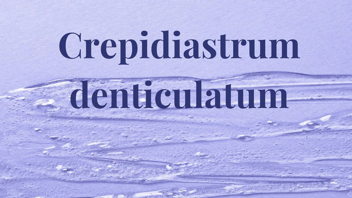 Crepidiastrum denticulatum