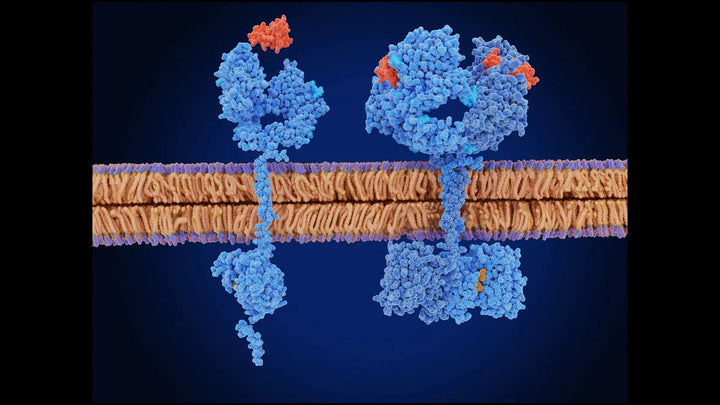 Growth factors