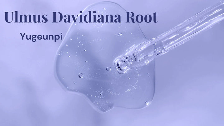 Ulmus davidiana root