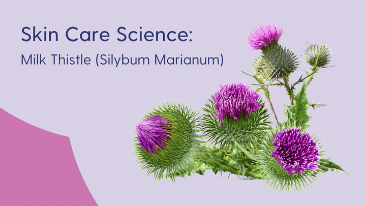 Milk thistle, Silybum Marianum, in skin care