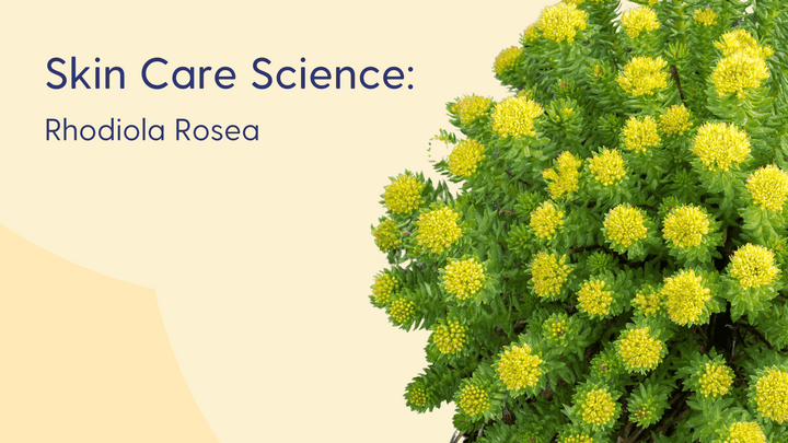 Rhodiola Rosea