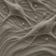 Dioxothiazetidinyl demethoxyrapamycin