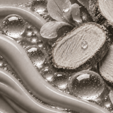 Pueraria Thunbergiana Root Extract