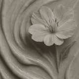Oenothera Biennis (evening Primrose) Root Extract