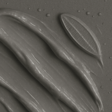 Plankton Extract